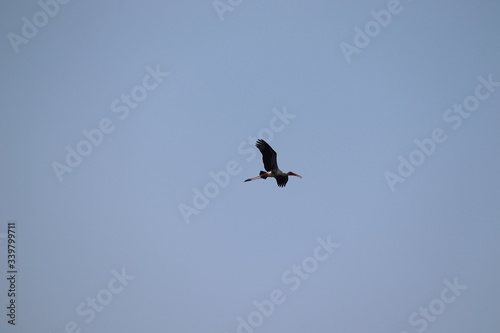 young Painted Stork in flight