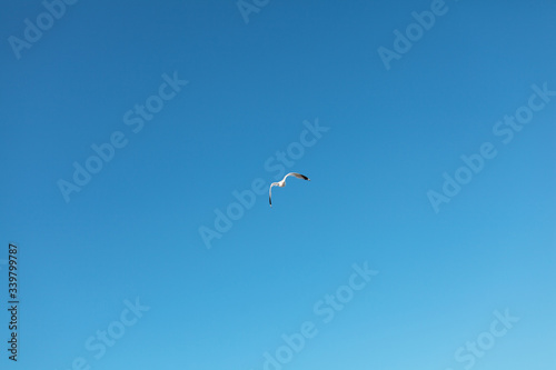 Lone seagull flying high up in the clear blue sky