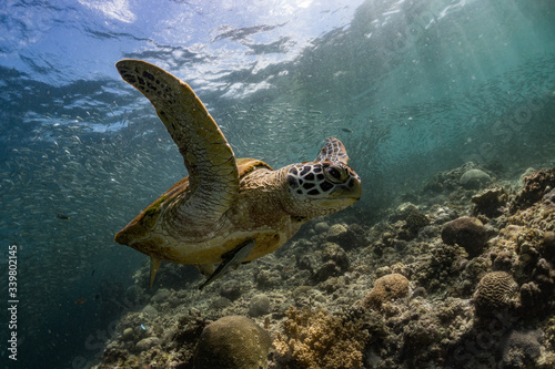 Sea Turtle in the Philippines during morning swim.