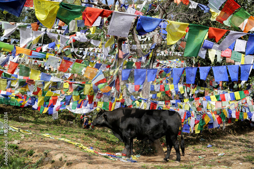 Leinwand Poster Black bull on the background of Buddhist prayer flags near the residence of the