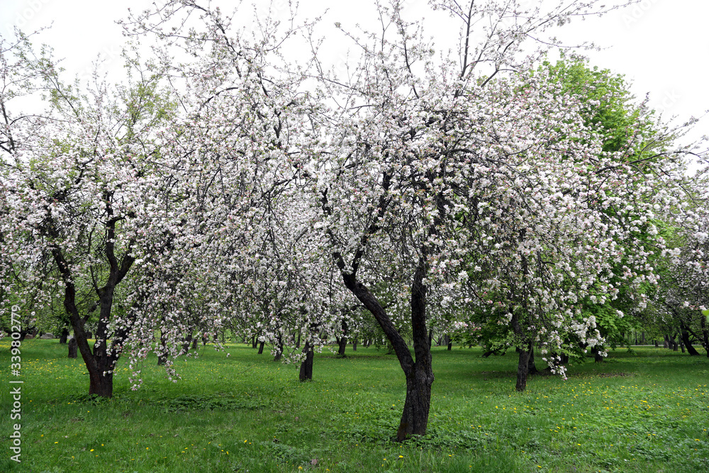 Fototapeta premium Flowering apple trees in Loshitsky park in the city of Minsk, Belarus