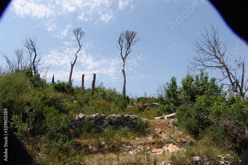pine tree in the mountains