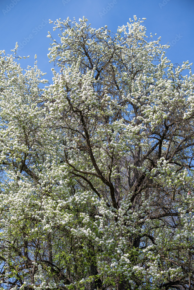 Krone eines uralten riesigen Kirschbaumes mit weißen Blüten vor blauem Himmel, Hintergrund Frühling