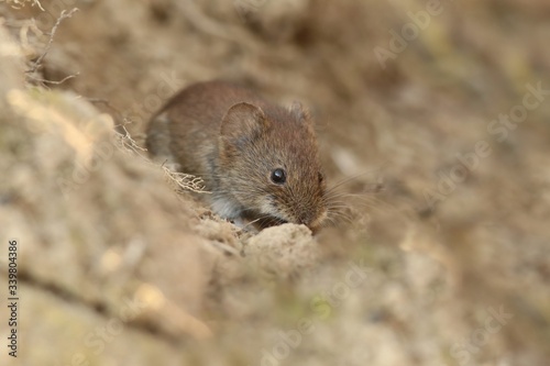  Common Vole  Myodes glareolus  formerly Clethrionomys glareolus . Small vole with reddish-brown fur eating seeds