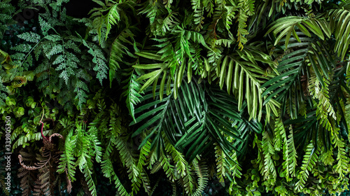 A variety of forest garden walls such as orchids various fern leaves palm leaves and many more.