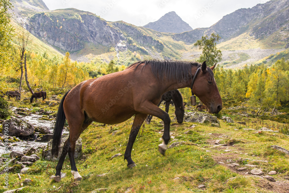 horse in the mountains