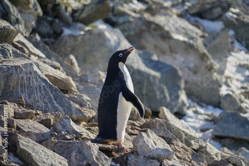Penguin Looking Up in front of Rocks