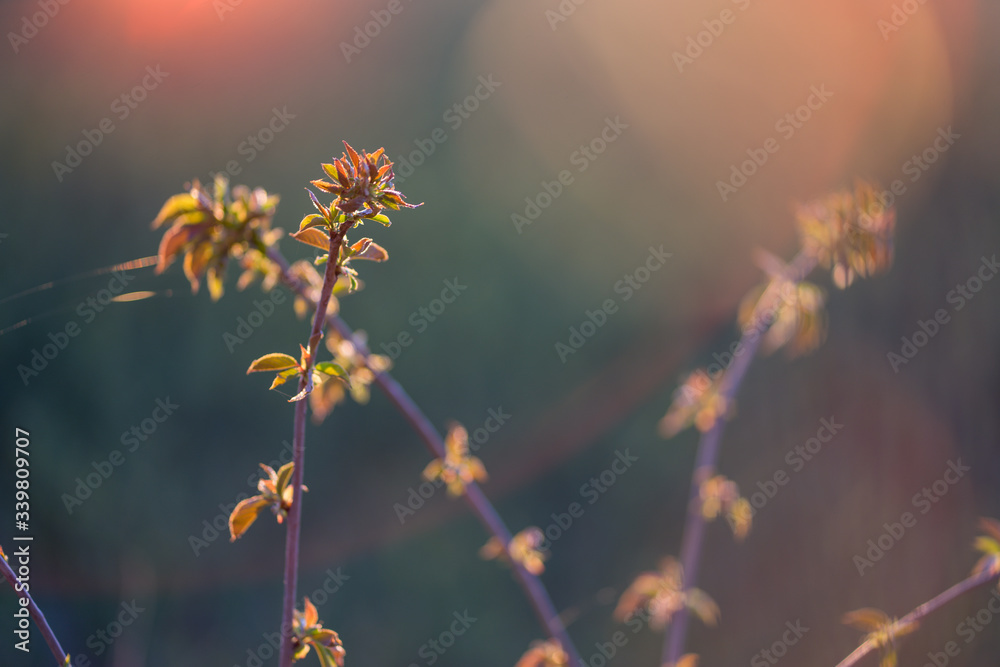 flowering plant with nice illumination in spring