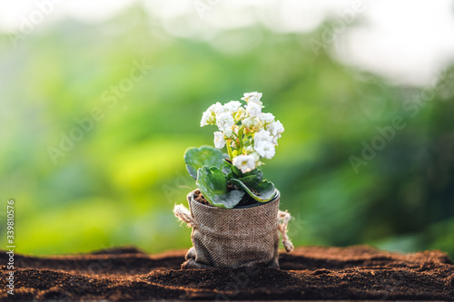 Flowers in a bag on the soil and a natural green background