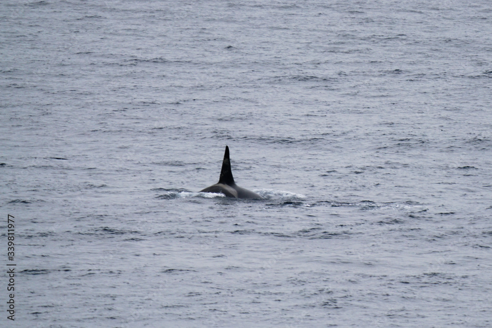 Orca Fin in the wild Orca Fin in the wild