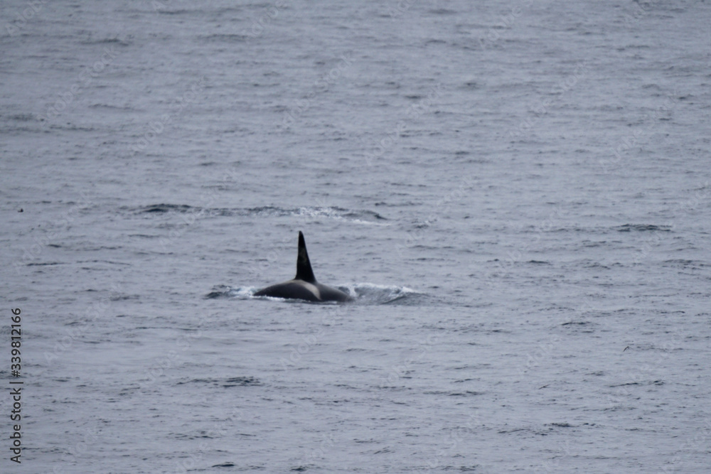 Fototapeta premium Orca Whale Swimming Water