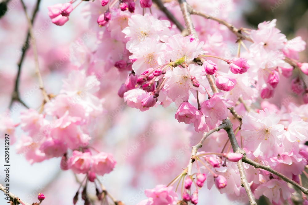 鮮やかな桃色の枝垂桜