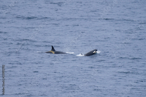 Two Orca Whales in the Water © MaryCatalan