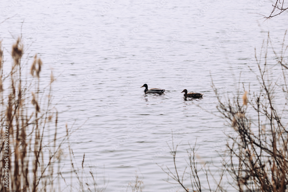 Two ducks on lake, spring landscape in beige and grey, concept of being not alone Two ducks on lake, spring landscape in beige and grey, concept of being not alone