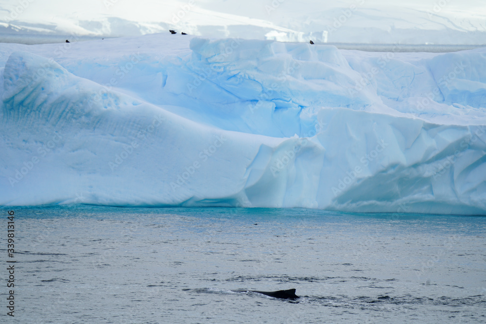 Animals on top of Iceberg