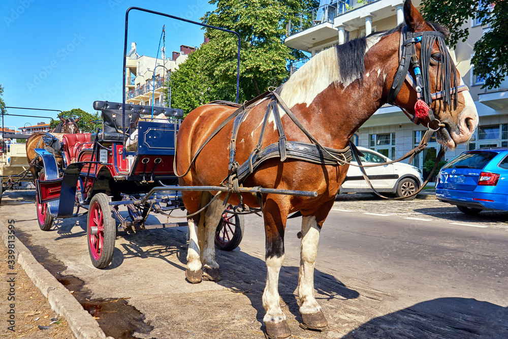 Horses in front of a carriage in the tourist center in Swinemünde. Swinoujscie, Poland Horses in front of a carriage in the tourist center in Swinemünde. Swinoujscie, Poland