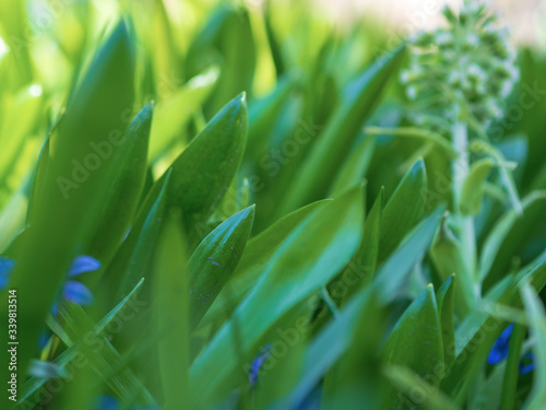 Green grass background texture. Field of fresh green grass texture as a background  top view  horizontal. Artificial green grass texture for background.