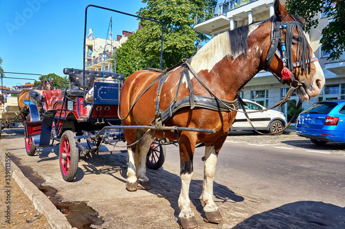 Horses in front of a carriage in the tourist center in Swinemünde. Swinoujscie, Poland