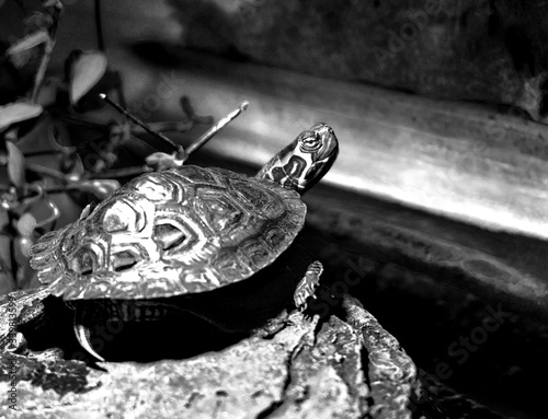 Young warter turtle acting like a model photo