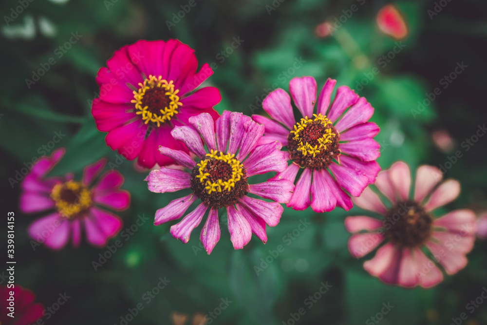 Fototapeta premium pink cosmos flower