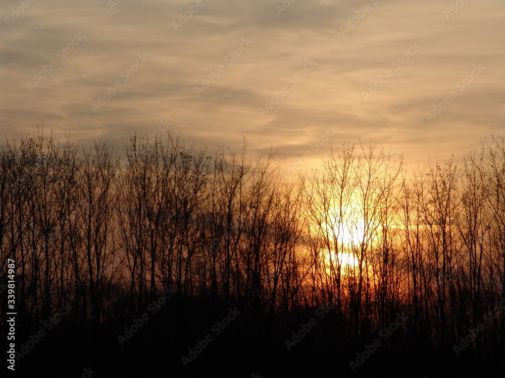 Fototapeta premium sunset on the forest