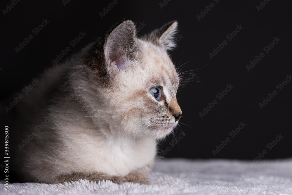 Small grey kitten with blue eyes lay on a white fluffy blanket