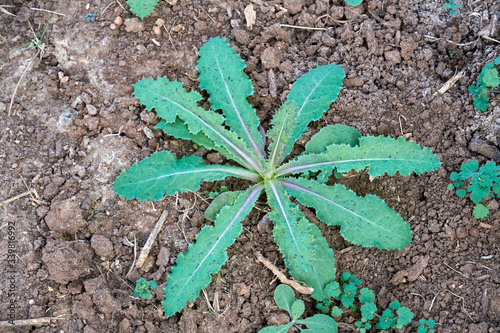 Young Milk Thistle (Lactuca serriola) plant in early spring. Texas