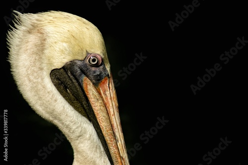 pelican on black background photo