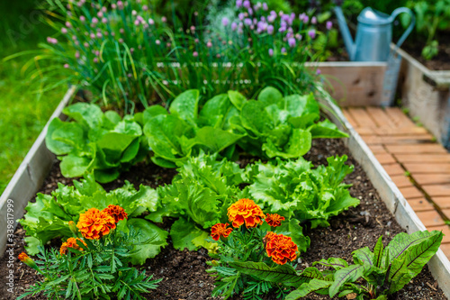 The young lettuce and flowers in the vegetable garden.