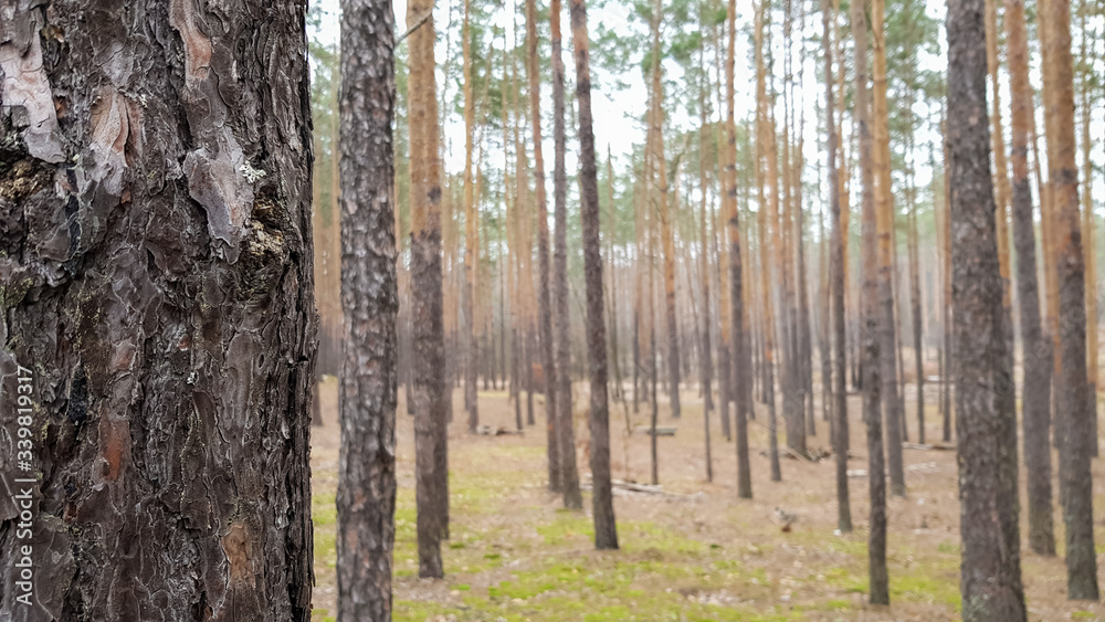 Fototapeta premium Nature background Pine forest in autumn. Beautiful landscape