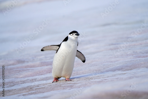 Φωτογραφία Penguin Waddle