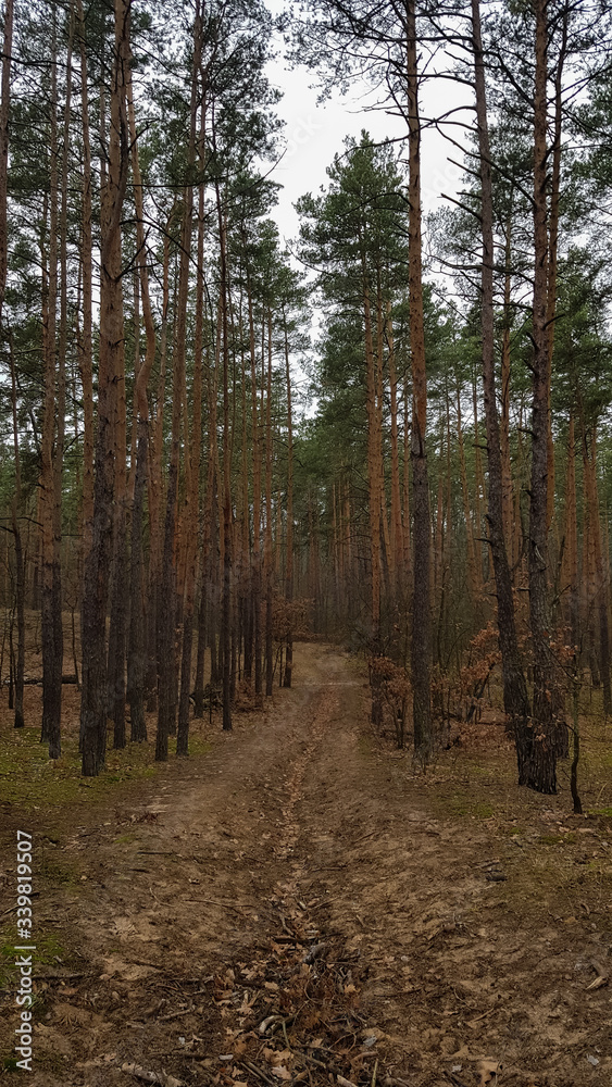 Nature background Pine forest in autumn. Beautiful landscape Nature background Pine forest in autumn. Beautiful landscape