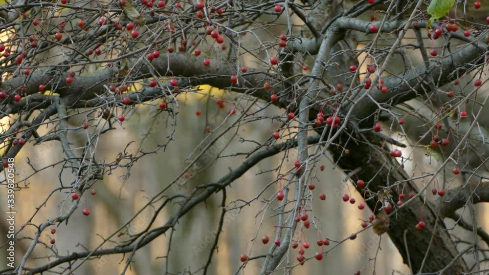 Kinglet takes off and flies away in red dried berry brush in Ontario Kinglet takes off and flies away in red dried berry brush in Ontario