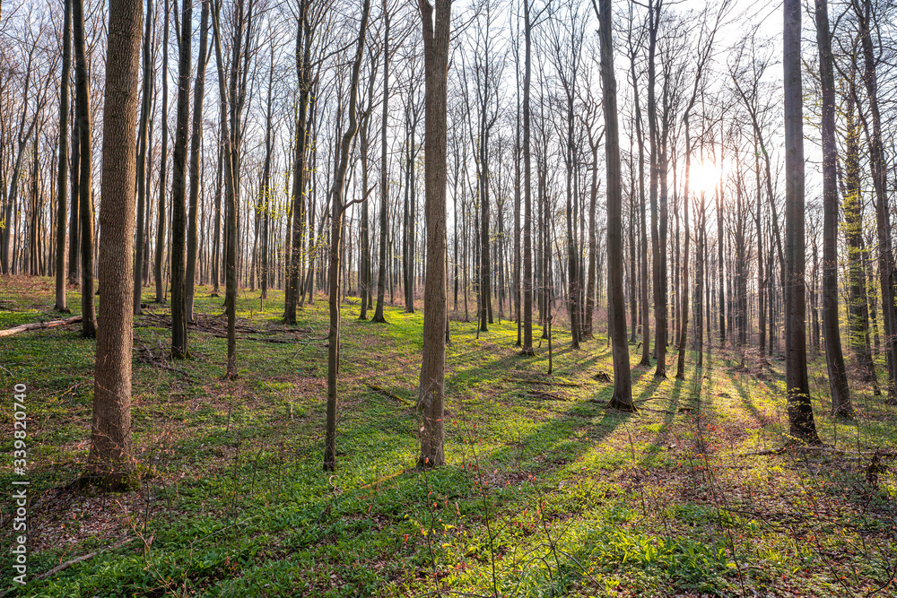 Obraz premium Bärlauch Wald Sonne