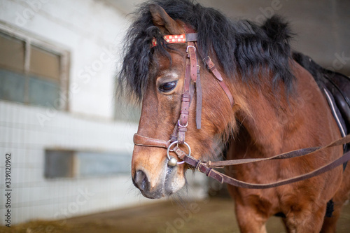 Fototapeta Naklejka Na Ścianę i Meble -  Dartmoor Pony im Stall 