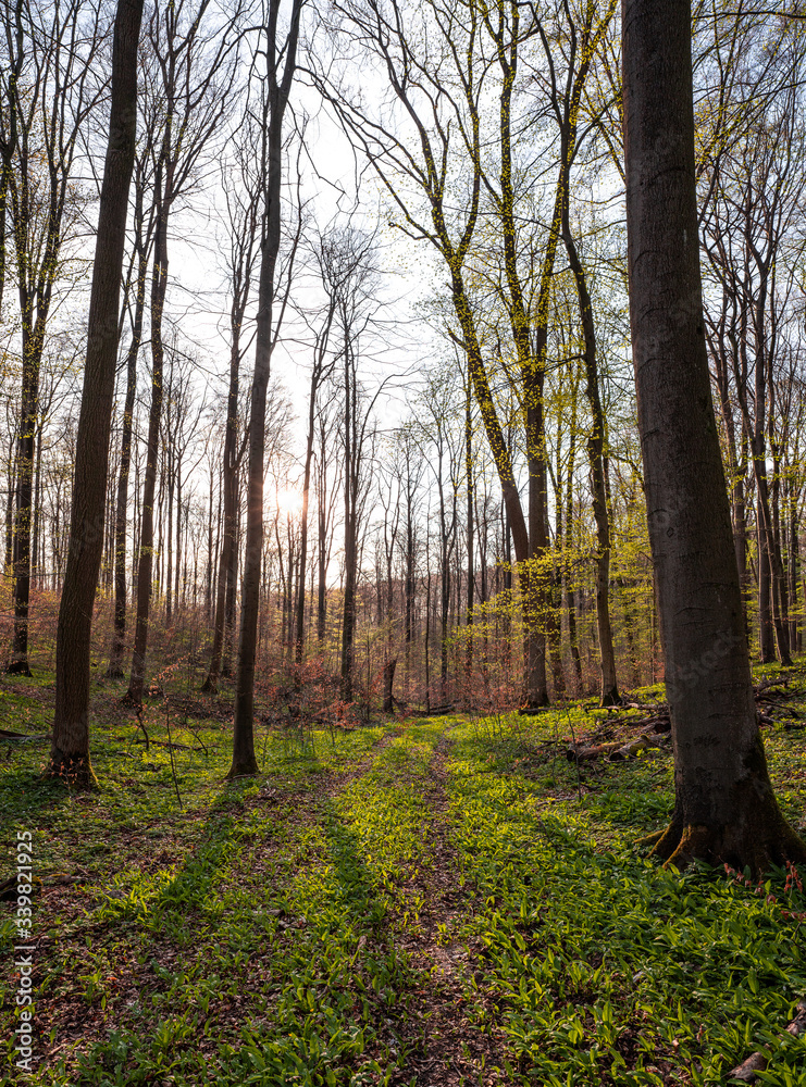 Fototapeta premium Bärlauch Wald Sonne