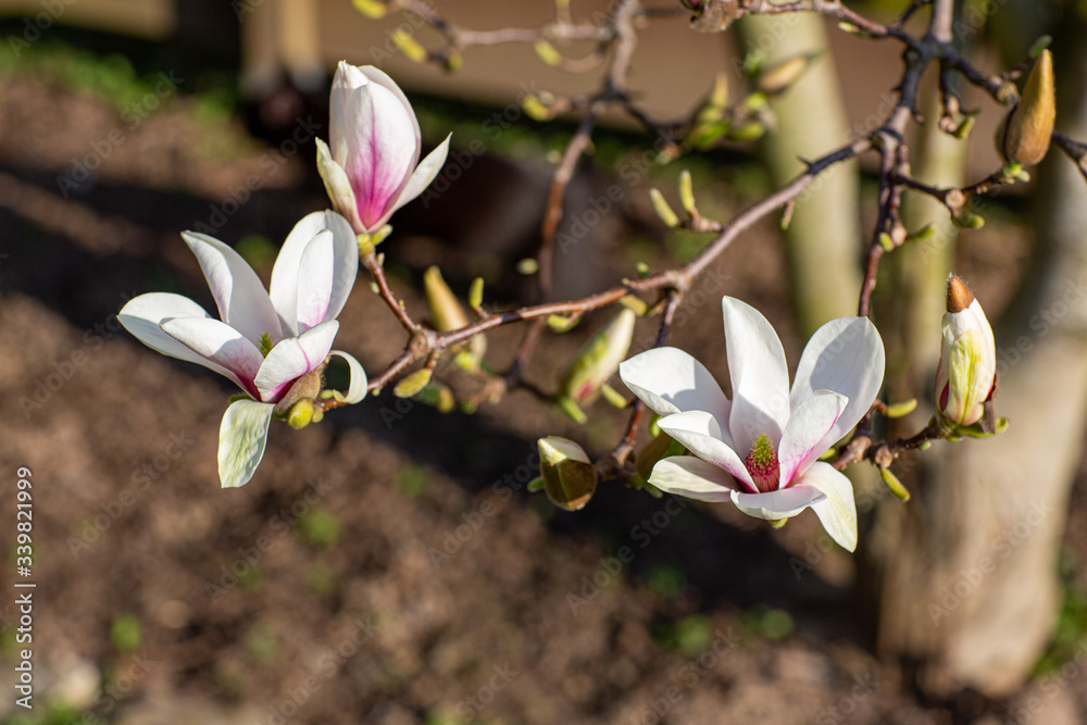Fototapeta premium Magnolienblüten geöffnet und geschlossen am Baum im Frühling 