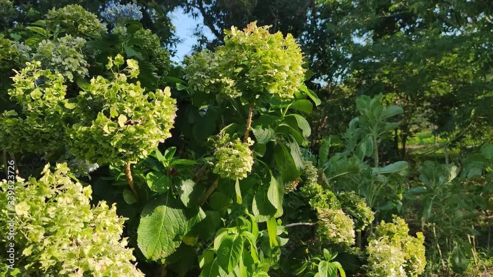 HORTENSIA