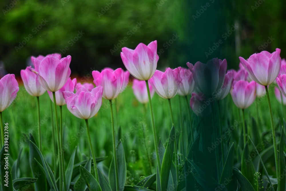 pink tulips in spring