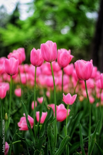 Fototapeta Naklejka Na Ścianę i Meble -  pink tulips in spring