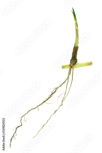 grass root , grass plant with root system isolated on the white background.