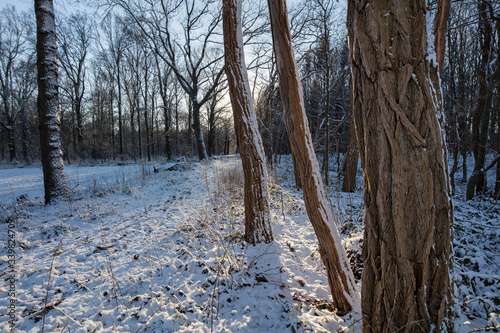 Winterlandscape Boschoord. Maatschappij van Weldadigheid. Drenthe Netherlands. Winter, Snow. Forest. Sunlight. Tree stems.