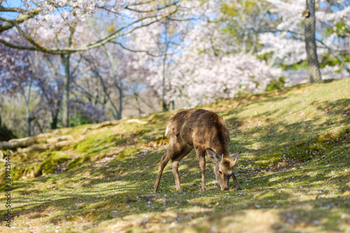 Fototapeta Naklejka Na Ścianę i Meble -  奈良公園の鹿と満開の桜