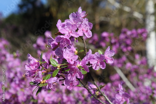 Flowers of purple blooming maralnik (rhododendron ledebourii) in Altai mountains, Russia. Spring tourism in Altai Krai, Russia. Russian nature. Altai reserve, wildlife. Pink maralnik blossom. Bloom photo