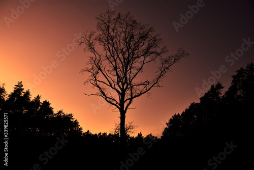 Tree with sunset 