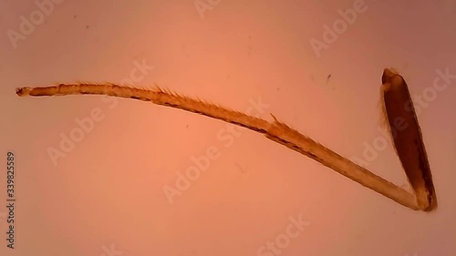 Microscope Butterfly leg Whole Mount x500 photo