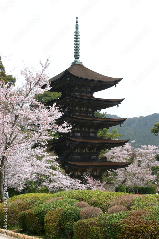 瑠璃光寺の桜 瑠璃光寺の桜