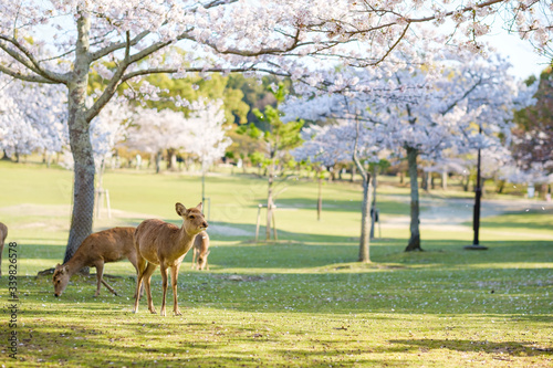 奈良公園の鹿と満開の桜