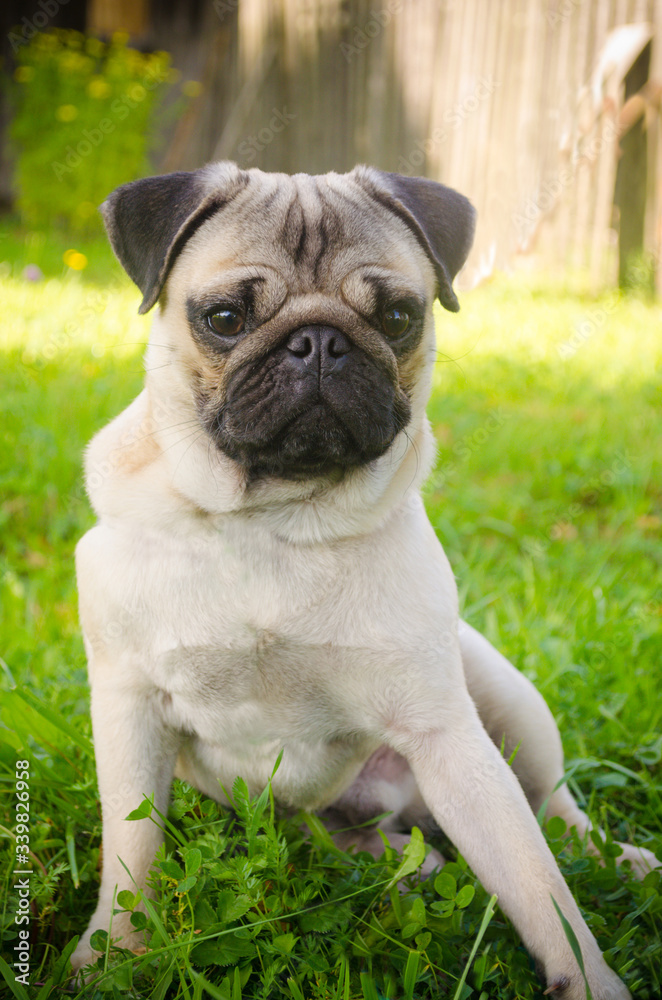 A French bulldog puppy is sitting on the green grass A French bulldog puppy is sitting on the green grass