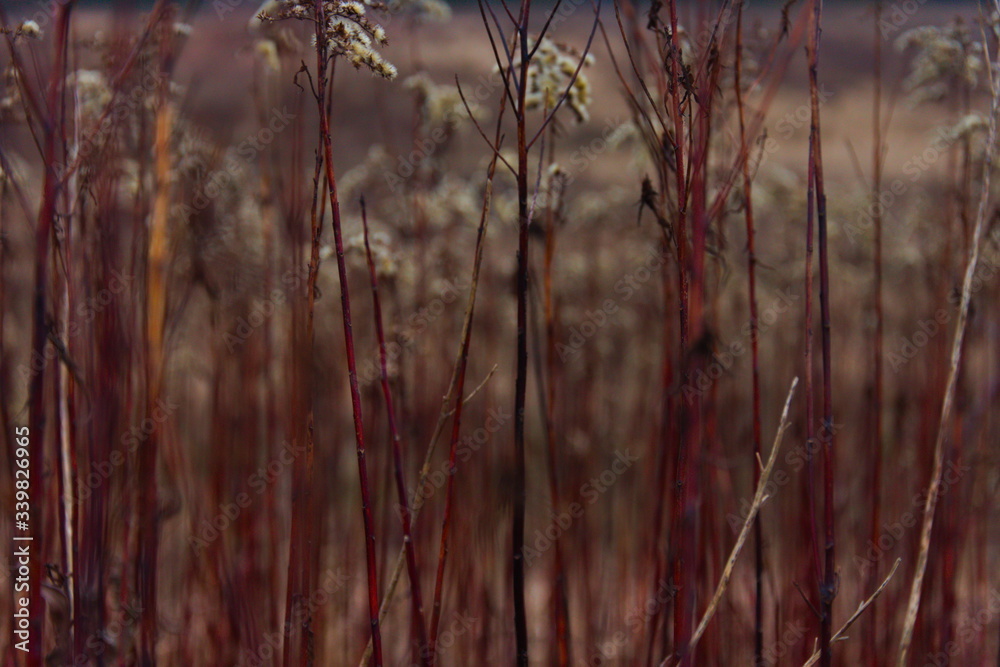 Fototapeta premium Nature colors